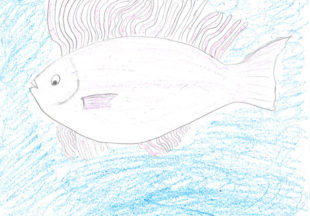 イソギンチャク魚