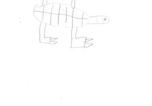 カメ