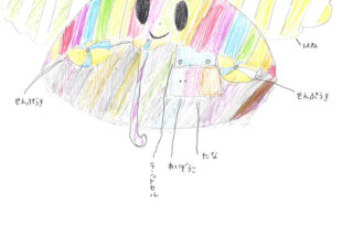 しまひがちゃん